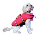 Koirien harrastukset ja koulutus