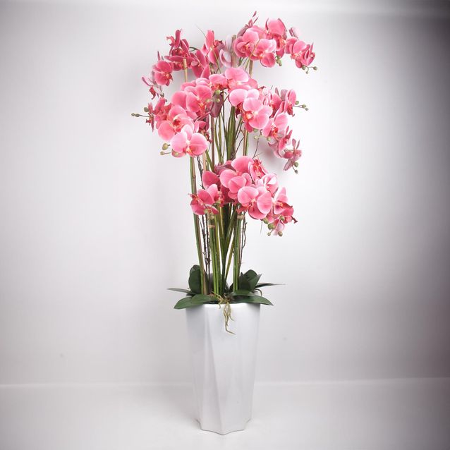 Orkidea GARDEN QUEEN K132 cm, eri värejä