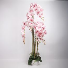 Orkidea Home4You GARDEN QUEEN K124 cm, vaaleanpunainen