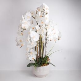 Orkidea Home4You GARDEN QUEEN K102 cm, valkoinen