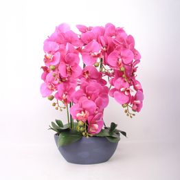 Orkidea Home4You GARDEN QUEEN K64 cm, tumma vaaleanpunainen