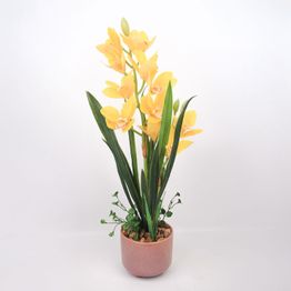 Orkidea Home4You GARDEN QUEEN K70 cm, keltainen