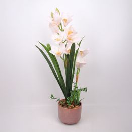 Orkidea Home4You GARDEN QUEEN K70 cm, valkoinen