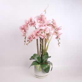 Orkidea Home4You GARDEN QUEEN K68 cm, eri värejä