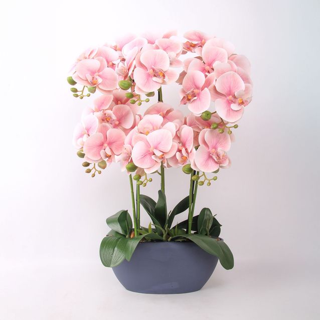 Orchid GARDEN QUEEN H64cm, light pink