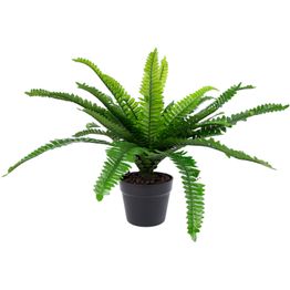 Tekokasvi Home4You BOSTON FERN K60 cm