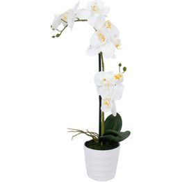 Orkidea Home4You WIND IN GARDEN K51 cm, valkoinen