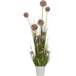 Tekokukka Home4You IN GARDEN K120 cm, violetti allium, ruohokasvi ruukulla