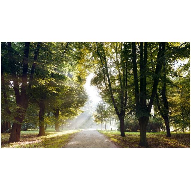 Sisustustarra Artgeist Morning Walk II 280x490cm