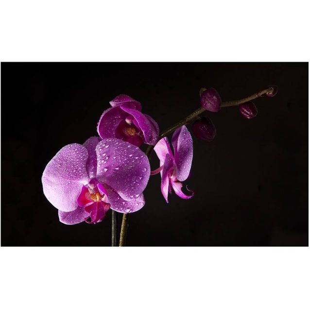 Kuvatapetti Artgeist Stylish Orchis 270x450cm