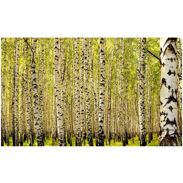 Kuvatapetti Artgeist Koivumetsää 270x450cm