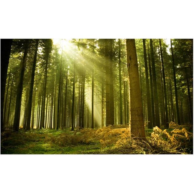 Kuvatapetti Artgeist Mäntymetsä 270x450cm