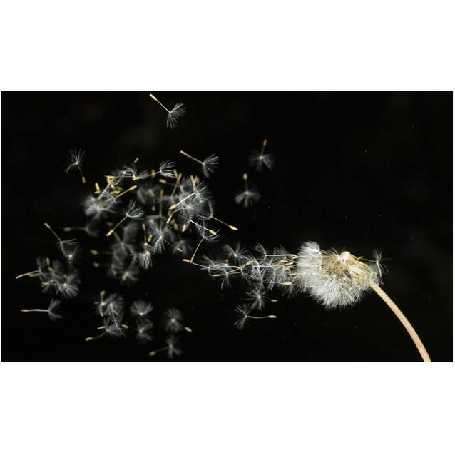 Kuvatapetti Artgeist Voikukan siemenet tuulessa 270x450cm