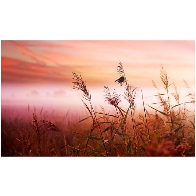 Kuvatapetti Artgeist Aamuniitty 270x450cm