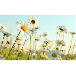 Kuvatapetti Artgeist Daisies - kevätniitty 270x450cm