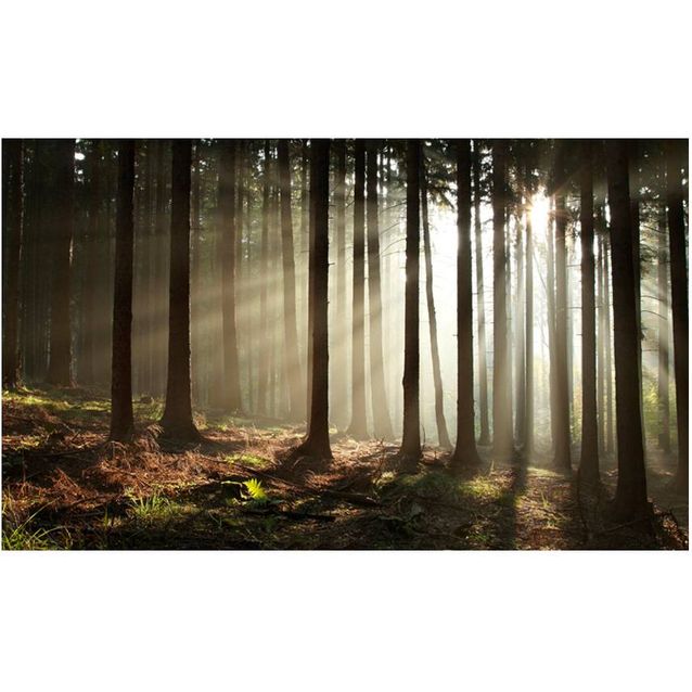 Kuvatapetti Artgeist Havumetsä 270x450cm