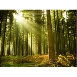 Maisematapetti Artgeist Mäntymetsä, metsä, eri kokoja