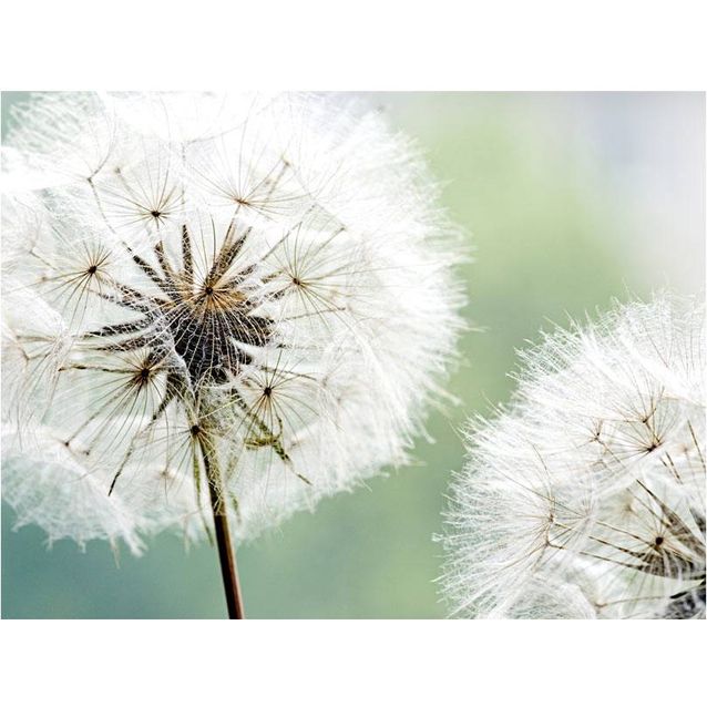 Kuvatapetti Artgeist Kaksi voikukkaa eri kokoja