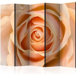 Sermi Artgeist Peach-colored rose II 225x172cm