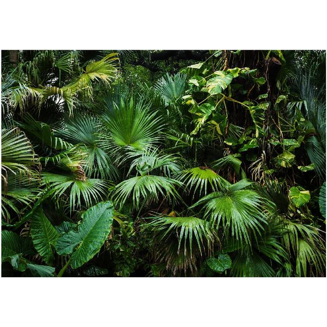 Kuvatapetti Artgeist Sunny Jungle eri kokoja