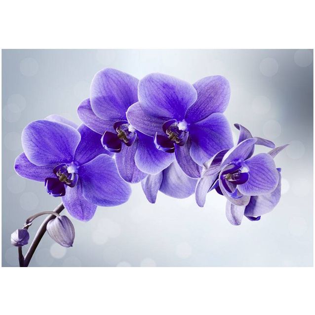 Sisustustarra Artgeist Parting hour eri kokoja