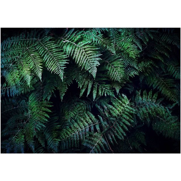 Sisustustarra Artgeist In the Thicket eri kokoja