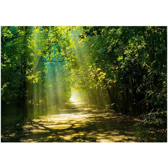 Sisustustarra Artgeist Road in Sunlight eri kokoja