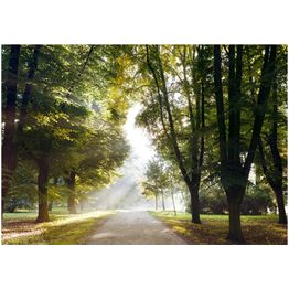 Sisustustarra Artgeist Morning Walk eri kokoja