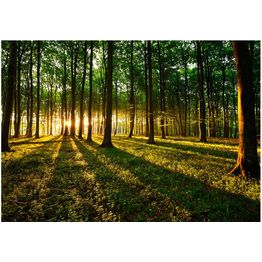 Sisustustarra Artgeist Spring: Morning in the Forest eri kokoja