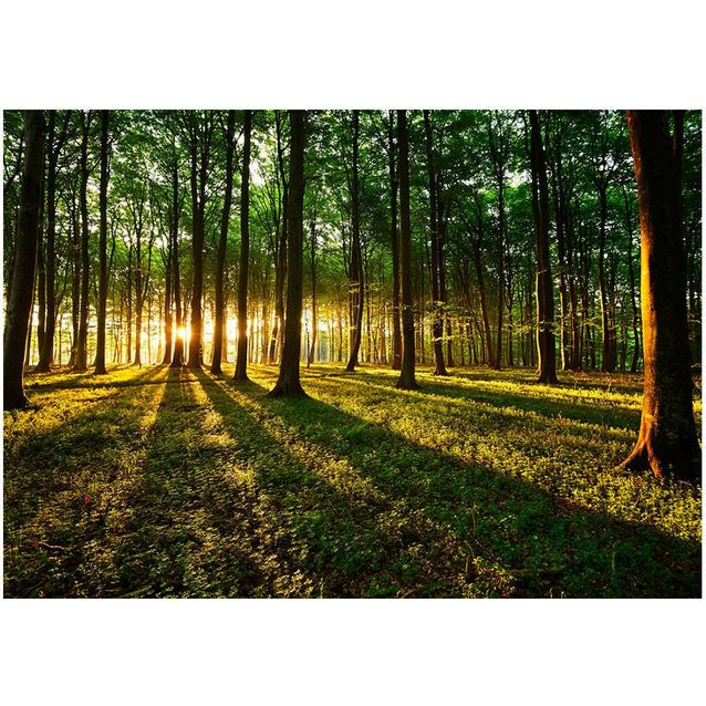 Sisustustarra Artgeist Spring: Morning in the Forest eri kokoja