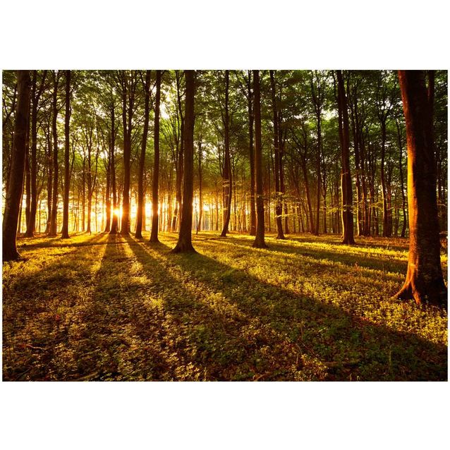 Sisustustarra Artgeist Summer: Morning in the forest eri kokoja