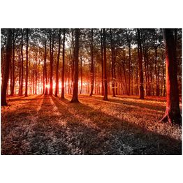 Sisustustarra Artgeist Autumn: morning in the forest eri kokoja