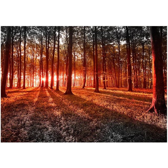 Sisustustarra Artgeist Autumn: morning in the forest eri kokoja