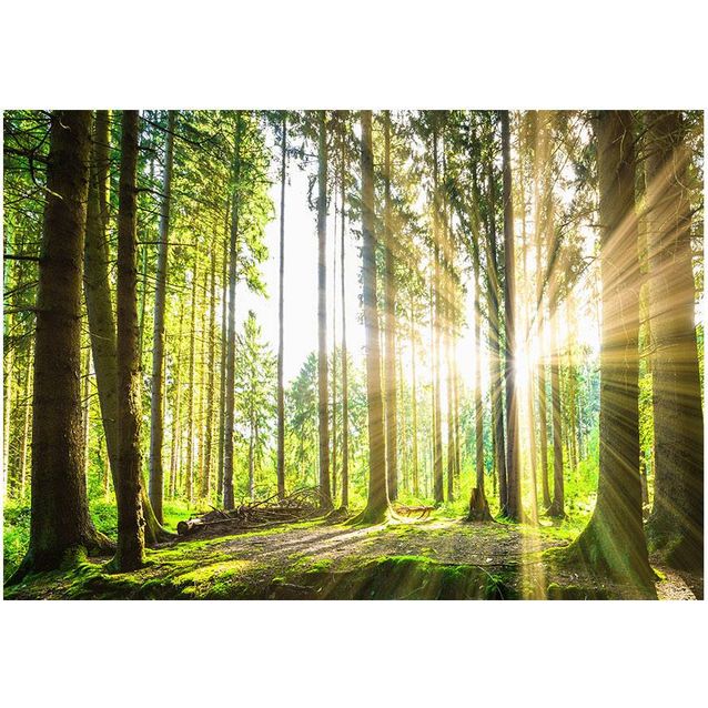 Sisustustarra Artgeist Forest Tales eri kokoja