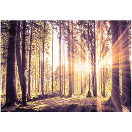 Sisustustarra Artgeist Forest Afternoon eri kokoja