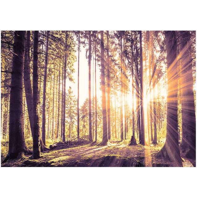 Sisustustarra Artgeist Forest Afternoon eri kokoja