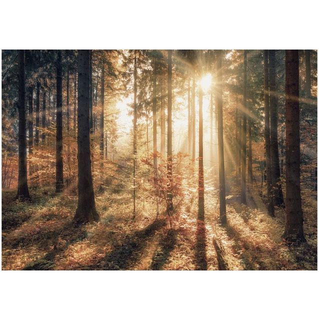 Sisustustarra Artgeist Autumnal Forest eri kokoja