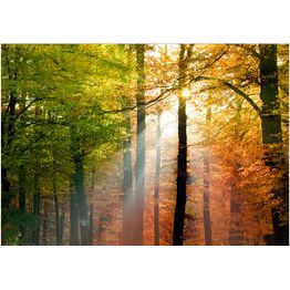 Sisustustarra Artgeist Forest Colours eri kokoja