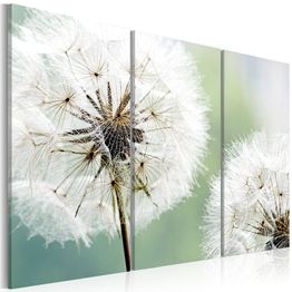 Canvas-taulu Artgeist Fluffy dandelions, eri kokoja