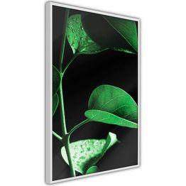 Juliste Artgeist Plant in Black kehyksillä eri kokoja