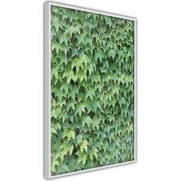 Juliste Artgeist Thick Ivy kehyksillä eri kokoja