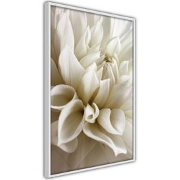 Juliste Artgeist Beautiful Dahlia kehyksillä eri kokoja