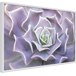 Juliste Artgeist Purple Succulent kehyksillä eri kokoja