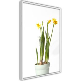 Juliste Artgeist Narcissus kehyksillä eri kokoja