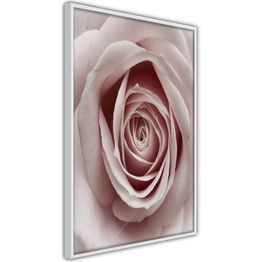 Juliste Artgeist Pastel Rose kehyksillä eri kokoja