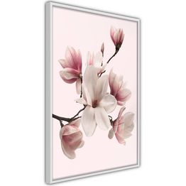 Juliste Artgeist Delicate Magnolias kehyksillä eri kokoja
