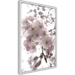 Juliste Artgeist Cherry Blossoms kehyksillä eri kokoja