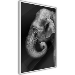 Juliste Artgeist Portrait of Elephant kehyksillä eri kokoja