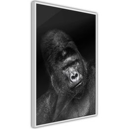 Juliste Artgeist Gorilla kehyksillä eri kokoja