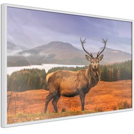 Juliste Artgeist Scottish Stag kehyksillä eri kokoja
